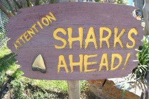shark sign