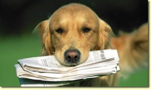 newspaper-dog
